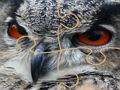 Spel Wilde uil Legpuzzel  online