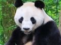 Spel Dieren Puzzel  online