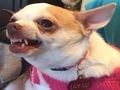 Spel Welke memehond ben jij?  online