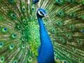 Spel Pauw Legpuzzel  online