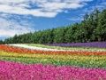 Spel Kleurrijke bloementuin puzzel  online
