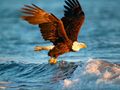 Spel Dieren Legpuzzel Eagle  online