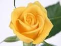 Spel Gele rozen  online
