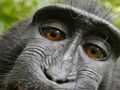 Spel Jigsaw -meester online