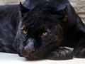 Spel Legpuzzel Black Panther  online
