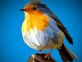 Spel Poly Birds-puzzel  online