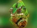 Spel Kameleon legpuzzel  online