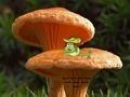 Spel Paddestoel Plant Land Escape  online