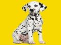 Spel Phantom Pups legpuzzel online Spel Phantom Pups legpuzzel online