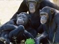 Spel Grappige Chimpansee Jungle Escape  online