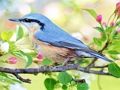 Spel Verborgen Plekken Vogels  online