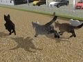 Spel Voer een kattenrace uit  online