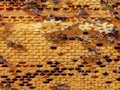 Spel Honingbijen legpuzzel  online