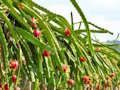 Spel Drakenfruit Dierenontsnapping  online