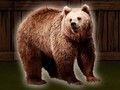 Spel Red de grizzlybeer  online