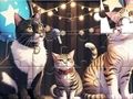 Spel Legpuzzel: zingende kat  online