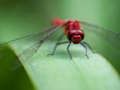 Spel Drakenvlieg puzzel  online