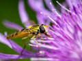 Spel Insectenpuzzel  online