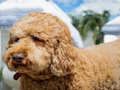 Spel Labradoodle-puzzel online Spel Labradoodle-puzzel online