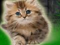 Spel Paar kitten ontsnappen  online