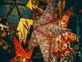 Spel Kerststerren puzzel  online