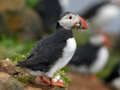 Spel Papegaaiduiker puzzel  online