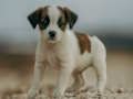 Spel Jack Russel puzzel  online