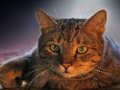 Spel Huisdier puzzel  online