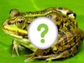 Spel Dieren huid online Spel Dieren huid online