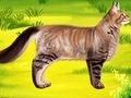 Spel Kat huisdier arts tandarts  online