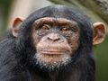 Spel Chimpansee puzzel  online