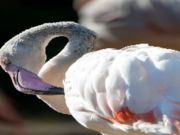 Spel Flamingo vogel puzzel  online