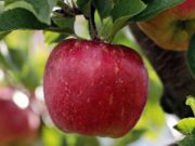 Spel Rijpe rode appel op een boomgerecht  online