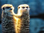 Spel Meerkat paar Jigsaw  online