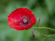 Spel Poppy Nature Flower Jigsaw  online