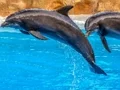 Spel Sea Dolphin Jigsaw online