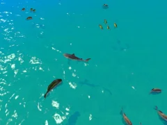 Spel Hungry Shark Hunt online
