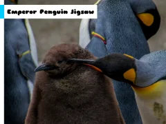 Spel Emperor Penguin Jigsaw online