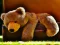 Spel Plush Teddy Bear online