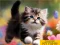 Spel Puzzle Sliding Kittens online