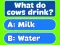 Spel Trivia! Best Family Quiz online