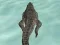 Spel Crocodile Simulator Beach Hunt online