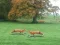 Spel Hunted Fox online