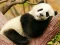 Spel Animal Differences online