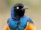 Spel Animal Puzzle: Wildlife & Logic online