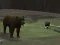 Spel Bear Den online