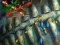 Spel Fishing King online