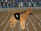 Spel Crazy Dog Racing Fever online