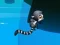 Spel Jungle Jump online