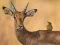 Spel Wild Deer Jigsaw online
